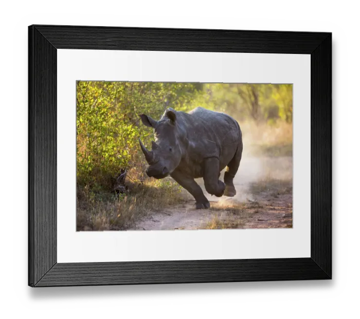 Framed Print : White rhinoceros (Ceratotherium simum) charging, Mala Mala Game Reserve, South Africa Framed Print : White rhinoceros (Ceratotherium simum) charging, Mala Mala Game Reserve, South Africa