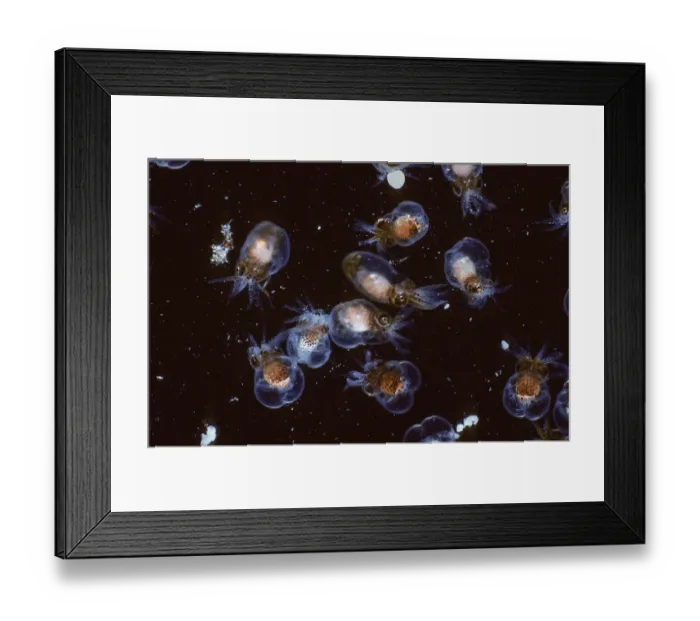 Framed Print : Pacific giant octopus (Enteroctopus dofleini) larvae close up, British Columbia, Canada, Pacific Ocean Framed Print : Pacific giant octopus (Enteroctopus dofleini) larvae close up, British Columbia, Canada, Pacific Ocean