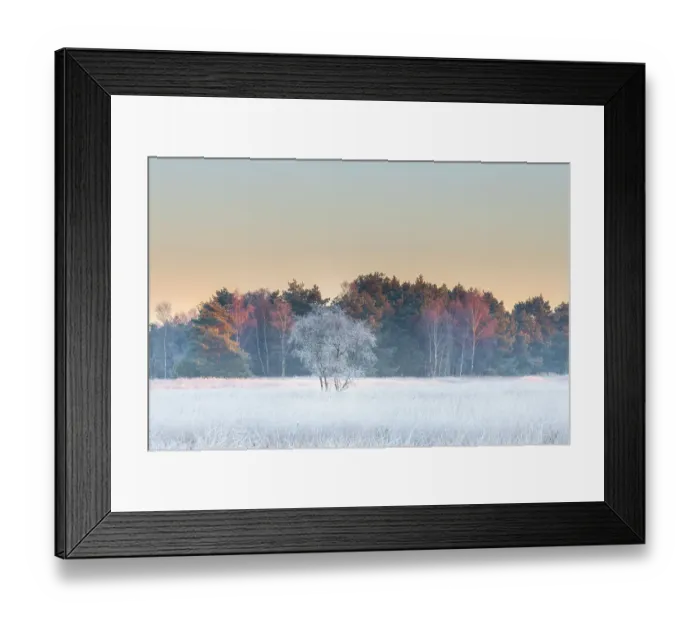 Framed Print : Birch (Betula Pendula) tree covered with hair ice on a winter morning, Brasschaat, Belgium, December Framed Print : Birch (Betula Pendula) tree covered with hair ice on a winter morning, Brasschaat, Belgium, December