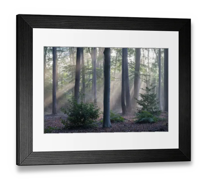 Framed Print : Sunrays through forest of Beech (Fagus sp. ), Fir (Abies sp. ) and Holly (Ilex sp. ) trees, Peerdsbos, Brasschaat, Belgium. September Framed Print : Sunrays through forest of Beech (Fagus sp. ), Fir (Abies sp. ) and Holly (Ilex sp. ) trees, Peerdsbos, Brasschaat, Belgium. September