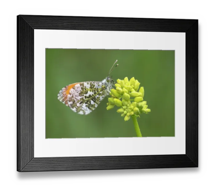 Framed Print : RF - Orange tip butterfly (Anthocharis cardamines) male, resting on flower (Cruciferae sp. ), Peerdsbos, Brasschaat, Belgium. May. (This image may be licensed either as rights managed or royalty free. ) Framed Print : RF - Orange tip butterfly (Anthocharis cardamines) male, resting on flower (Cruciferae sp. ), Peerdsbos, Brasschaat, Belgium. May. (This image may be licensed either as rights managed or royalty free. )