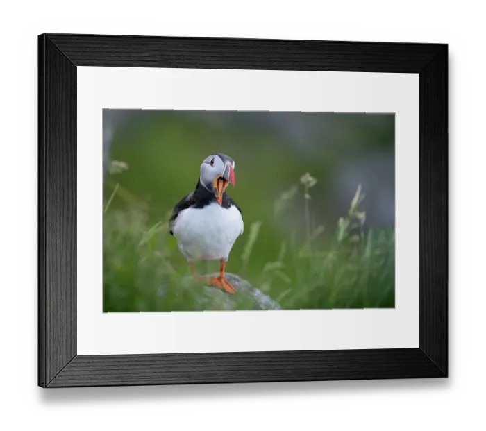 Framed Print : RF - Puffin (Fratercula arctica) standing on rock, yawning, Runde, Norway. June. (This image may be licensed either as rights managed or royalty free. ) Framed Print : RF - Puffin (Fratercula arctica) standing on rock, yawning, Runde, Norway. June. (This image may be licensed either as rights managed or royalty free. )