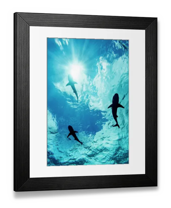 Framed Print : Three Blacktip reef sharks (Carcharhinus melanopterus) silhouetted just below the ocean surface, Yap, Micronesia, Pacific Ocean Framed Print : Three Blacktip reef sharks (Carcharhinus melanopterus) silhouetted just below the ocean surface, Yap, Micronesia, Pacific Ocean