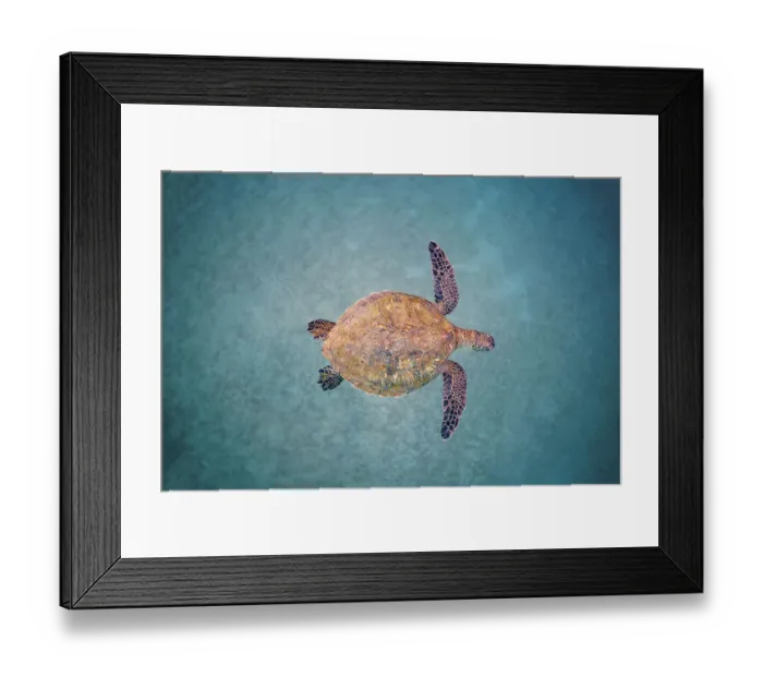 Framed Print : Green sea turtle (Chelonia mydas) swimming over sand seabed, Maui, Hawaii, Pacific Ocean. Endangered Framed Print : Green sea turtle (Chelonia mydas) swimming over sand seabed, Maui, Hawaii, Pacific Ocean. Endangered