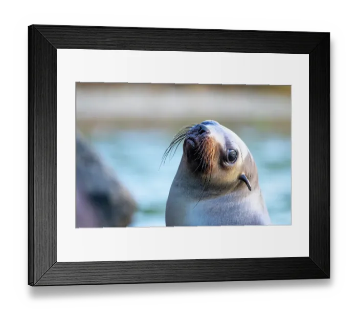 Framed Print : Australian fur seal (Arctocephalus pusillus) juvenile, head portrait, Victoria, Australia. August Framed Print : Australian fur seal (Arctocephalus pusillus) juvenile, head portrait, Victoria, Australia. August