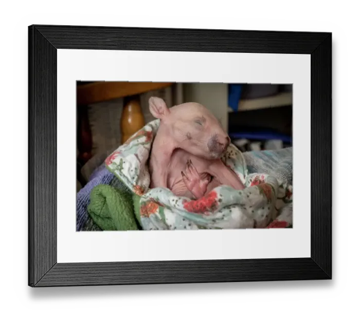Framed Print : Common wombat (Vombatus ursinus), female orphan aged four months, resting. Captive, in controlled conditions and under supervision of expert wildlife carers. Victoria, Australia. September Framed Print : Common wombat (Vombatus ursinus), female orphan aged four months, resting. Captive, in controlled conditions and under supervision of expert wildlife carers. Victoria, Australia. September
