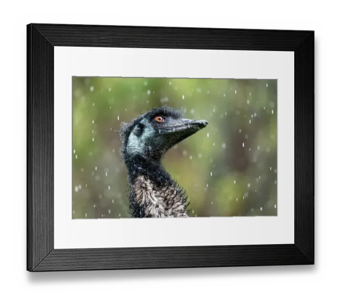 Framed Print : Emu (Dromaius novaehollandiae) in rain head portrait. Victoria, Australia. August. Captive and in controlled conditions Framed Print : Emu (Dromaius novaehollandiae) in rain head portrait. Victoria, Australia. August. Captive and in controlled conditions