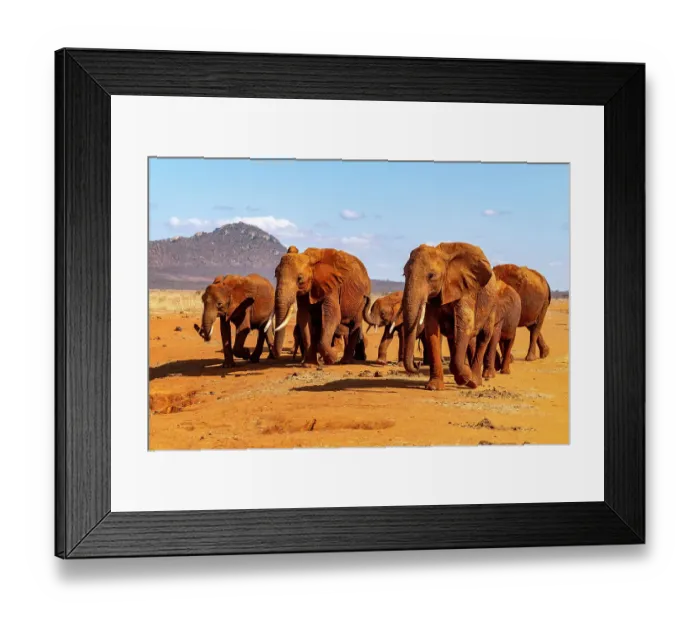 Framed Print : Herd of African elephants (Loxodonta africana) coming to drink at waterhole. Tsavo East National Park, Kenya Framed Print : Herd of African elephants (Loxodonta africana) coming to drink at waterhole. Tsavo East National Park, Kenya