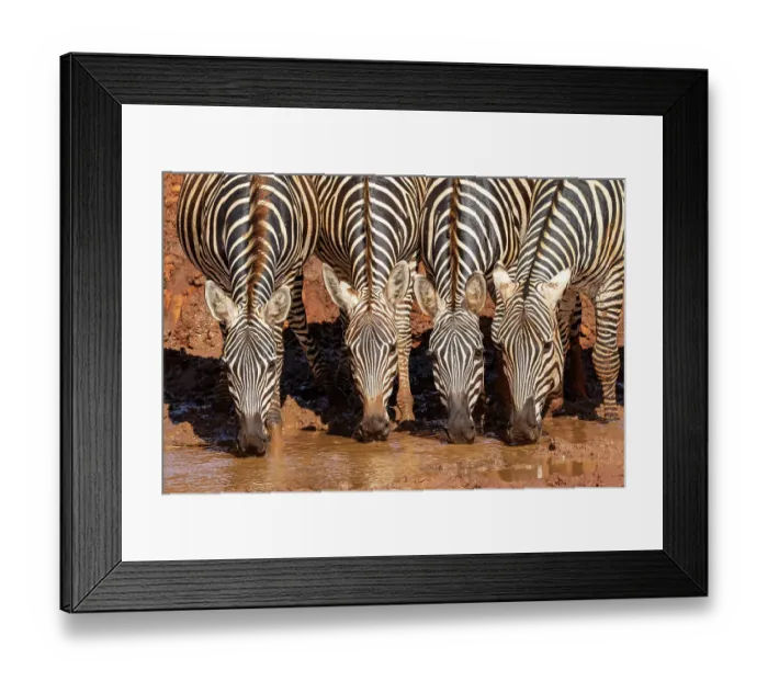 Framed Print : Grant's zebras (Equus quagga boehmi) drinking at waterhole. Tsavo East National Park, Kenya Framed Print : Grant's zebras (Equus quagga boehmi) drinking at waterhole. Tsavo East National Park, Kenya