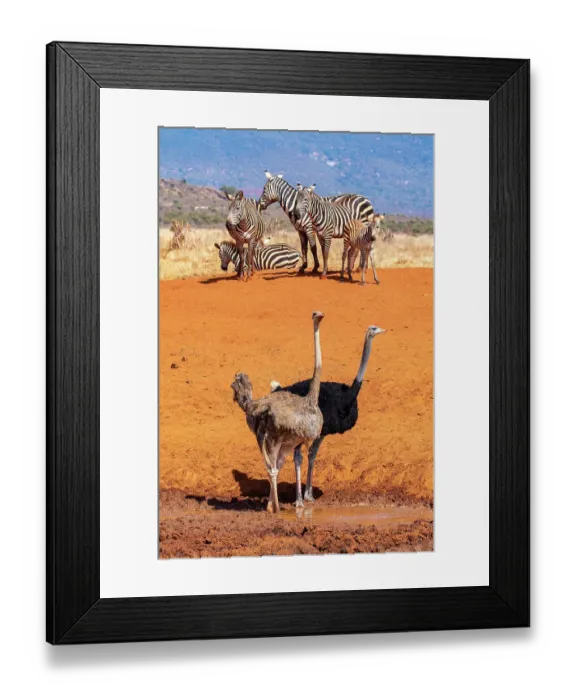 Framed Print : Common ostriches (Struthio camelus), male and female, standing at waterhole in front of Grant's zebras (Equus quagga boehmi). Tsavo East National Park, Kenya Framed Print : Common ostriches (Struthio camelus), male and female, standing at waterhole in front of Grant's zebras (Equus quagga boehmi). Tsavo East National Park, Kenya