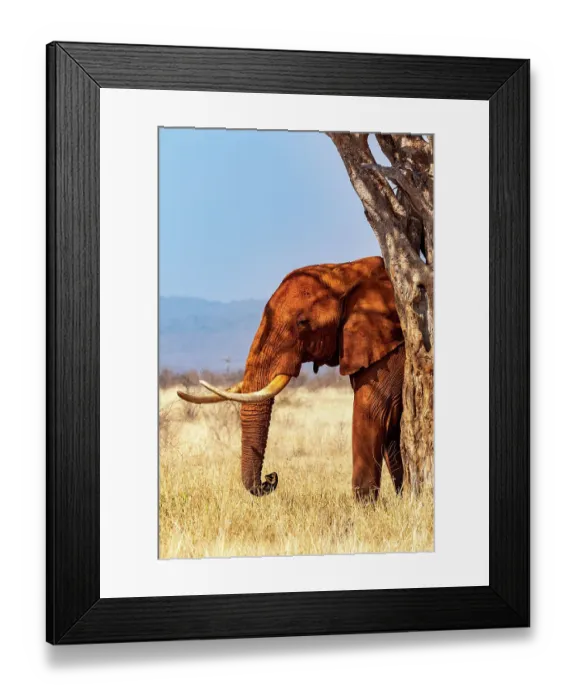 Framed Print : African elephant (Loxodonta africana), male, covered in red dust, under shade of tree. Tsavo East National Park, Kenya Framed Print : African elephant (Loxodonta africana), male, covered in red dust, under shade of tree. Tsavo East National Park, Kenya