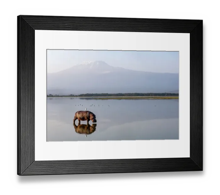 Framed Print : Hippopotamus (Hippopotamus amphibius) with Mount Kilimanjaro. Amboseli National Park, Kenya Framed Print : Hippopotamus (Hippopotamus amphibius) with Mount Kilimanjaro. Amboseli National Park, Kenya
