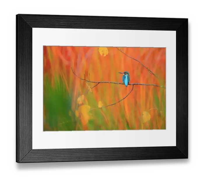 Framed Print : Eurasian kingfisher (Alcedo atthis) perched on branch in autumn, Sierra de Grazalema Natural Park, Andalusia, southern Spain. November. Nature's Best Photography International Awards 2023 - Highly Honoured - Birds category Framed Print : Eurasian kingfisher (Alcedo atthis) perched on branch in autumn, Sierra de Grazalema Natural Park, Andalusia, southern Spain. November. Nature's Best Photography International Awards 2023 - Highly Honoured - Birds category