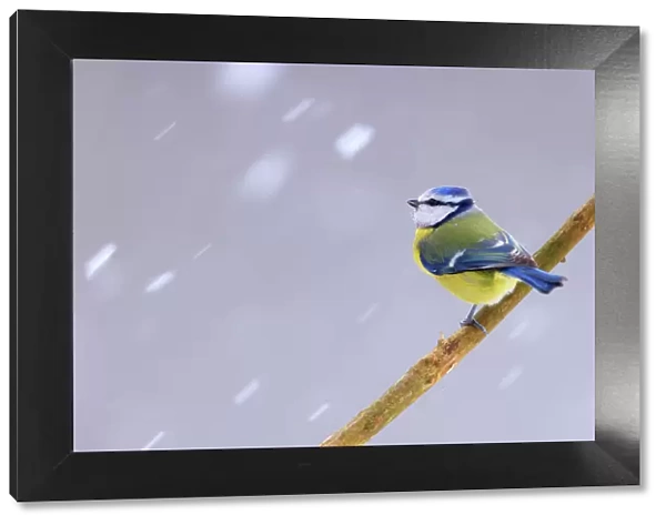 Blue tit (Cyanistes caeruleus) perched on branch in falling snow, Poland. January