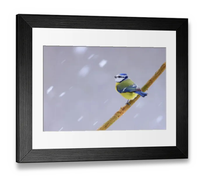 Framed Print : Blue tit (Cyanistes caeruleus) perched on branch in falling snow, Poland. January Framed Print : Blue tit (Cyanistes caeruleus) perched on branch in falling snow, Poland. January