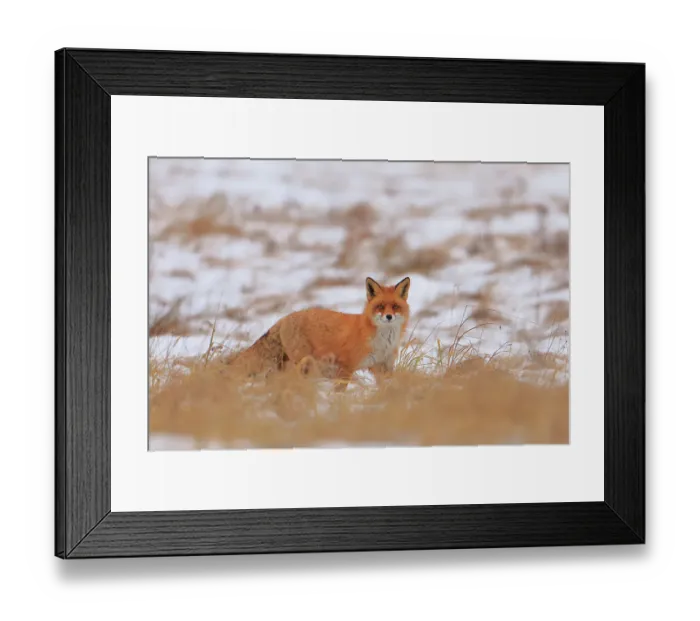 Framed Print : Red fox (Vulpes vulpes) in snow-covered agricultural field, Bialowieza National Park, Poland. January Framed Print : Red fox (Vulpes vulpes) in snow-covered agricultural field, Bialowieza National Park, Poland. January