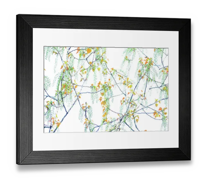 Framed Print : Catkins on Cottonwood (Populus nigra) tree, Grazalema, Southern Spain. March Framed Print : Catkins on Cottonwood (Populus nigra) tree, Grazalema, Southern Spain. March
