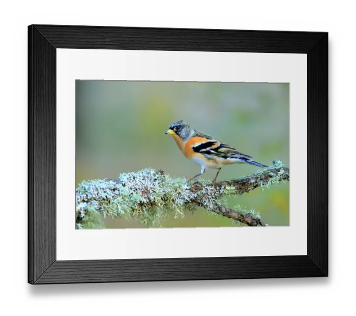 Framed Print : Brambling (Fringilla montifringilla) male, perched on a lichen covered branch. Andalusia, Spain. October Framed Print : Brambling (Fringilla montifringilla) male, perched on a lichen covered branch. Andalusia, Spain. October