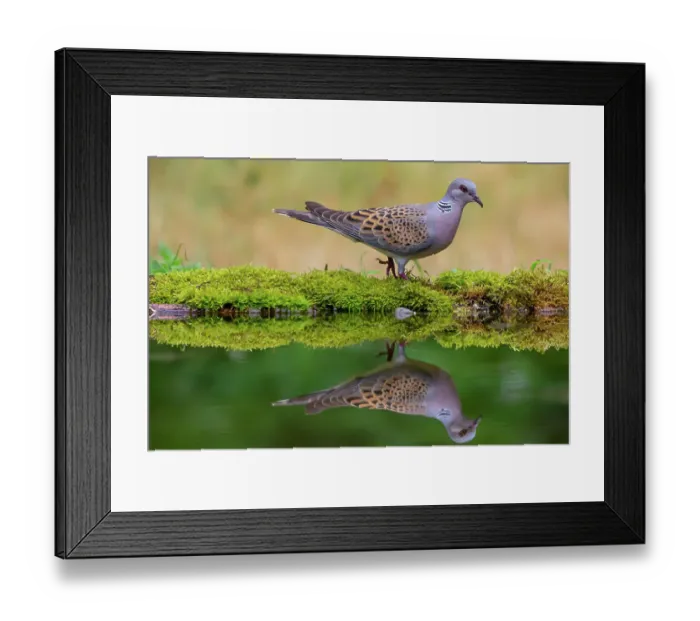 Framed Print : European turtle dove (Streptopelia turtur) coming to drink. Hungary. July Framed Print : European turtle dove (Streptopelia turtur) coming to drink. Hungary. July