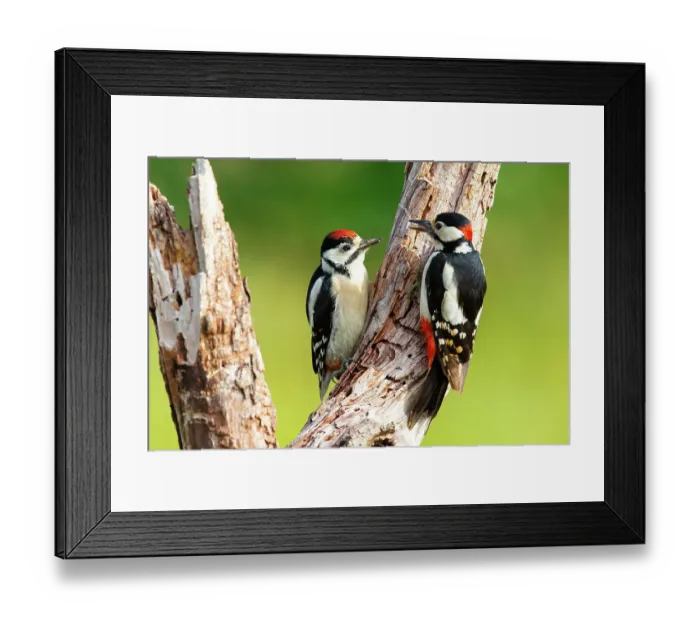 Framed Print : Great spotted woodpecker (Dendrocopos major) male parent feeding juvenile. Germany. June Framed Print : Great spotted woodpecker (Dendrocopos major) male parent feeding juvenile. Germany. June