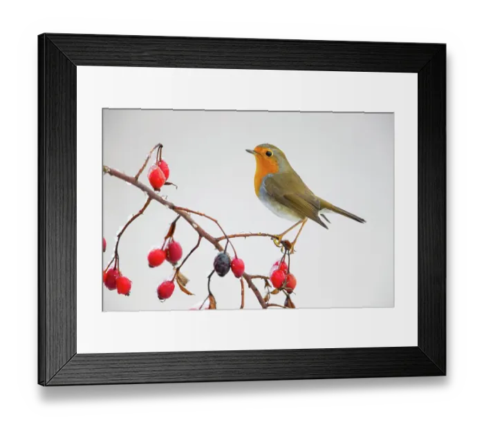 Framed Print : European robin (Erithacus rubecula) perched on branch with rose hips (Rosa). Germany. November Framed Print : European robin (Erithacus rubecula) perched on branch with rose hips (Rosa). Germany. November
