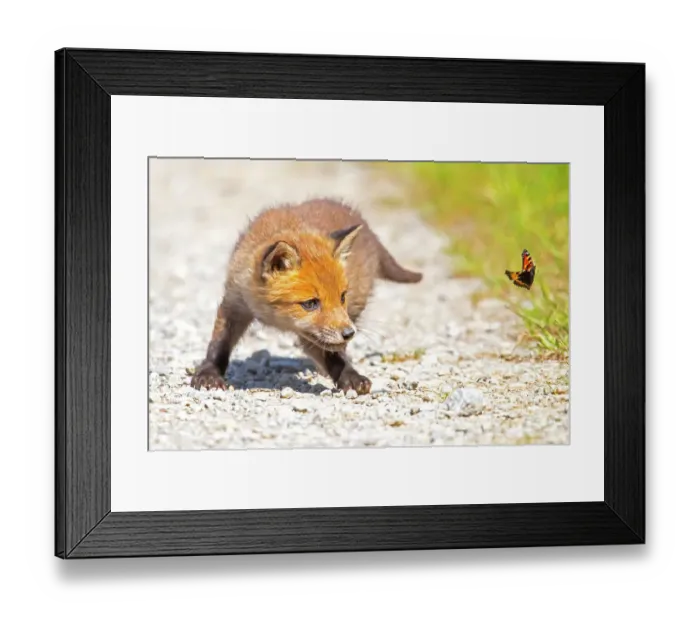 Framed Print : Red fox (Vulpes vulpes) cub chasing after butterfly. Germany. May Framed Print : Red fox (Vulpes vulpes) cub chasing after butterfly. Germany. May