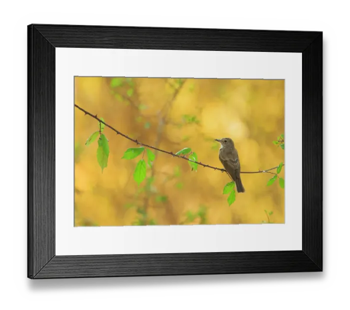Framed Print : Spotted flycatcher (Muscicapa striata) perched on branch in morning sunlight, Grazalema, Andalusia, Spain. August
