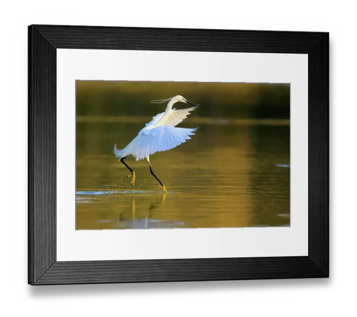 Framed Print : Little egret (Egretta garzetta) landing on water, Ubrique, Southern Spain. June Framed Print : Little egret (Egretta garzetta) landing on water, Ubrique, Southern Spain. June