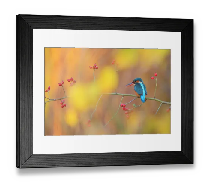 Framed Print : Eurasian kingfisher (Alcedo atthis) perched on branch in autumn, Sierra de Grazalema Natural Park, southern Spain. November Framed Print : Eurasian kingfisher (Alcedo atthis) perched on branch in autumn, Sierra de Grazalema Natural Park, southern Spain. November