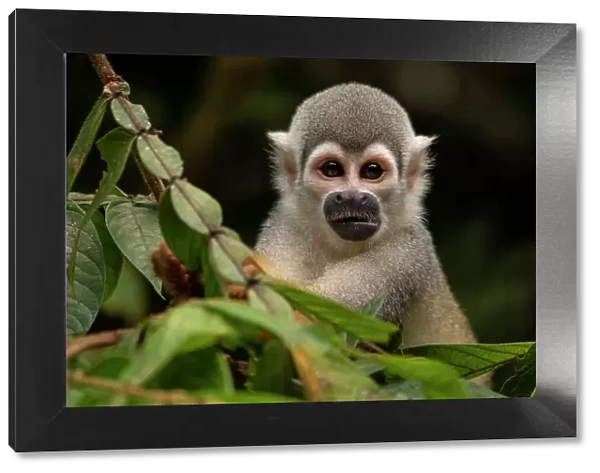 Ecuadorian squirrel monkey (Saimiri cassiquiarensis macrodon) portrait, Yasuni National Park, Orellana, Ecuador