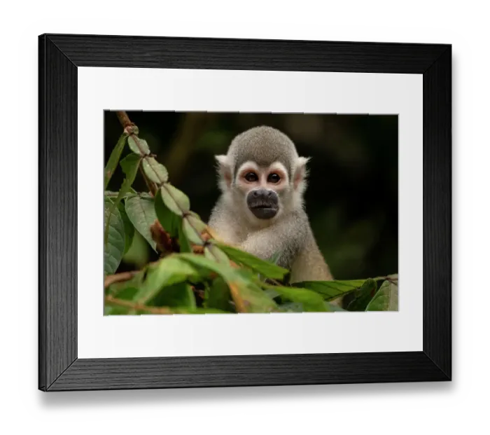Framed Print : Ecuadorian squirrel monkey (Saimiri cassiquiarensis macrodon) portrait, Yasuni National Park, Orellana, Ecuador Framed Print : Ecuadorian squirrel monkey (Saimiri cassiquiarensis macrodon) portrait, Yasuni National Park, Orellana, Ecuador