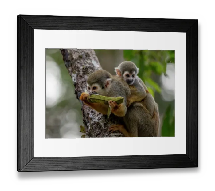 Framed Print : Ecuadorian squirrel monkey (Saimiri cassiquiarensis macrodon) female, feeding, carrying infant on back, Yasuni National Park, Orellana, Ecuador Framed Print : Ecuadorian squirrel monkey (Saimiri cassiquiarensis macrodon) female, feeding, carrying infant on back, Yasuni National Park, Orellana, Ecuador