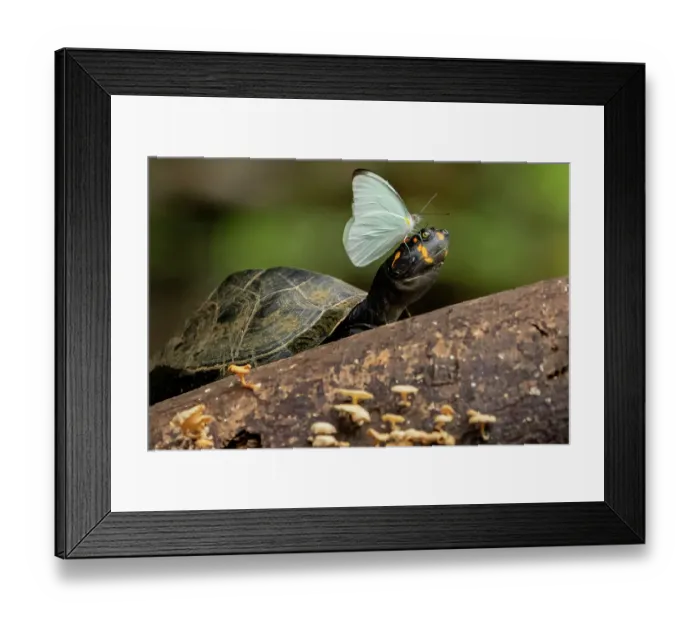 Framed Print : Sulphur butterfly (Pieridae) extracting minerals from eye moisture of a Yellow-spotted Amazon River turtle (Podocnemis unifilis), Yasuni National Park, Orellana, Ecuador Framed Print : Sulphur butterfly (Pieridae) extracting minerals from eye moisture of a Yellow-spotted Amazon River turtle (Podocnemis unifilis), Yasuni National Park, Orellana, Ecuador