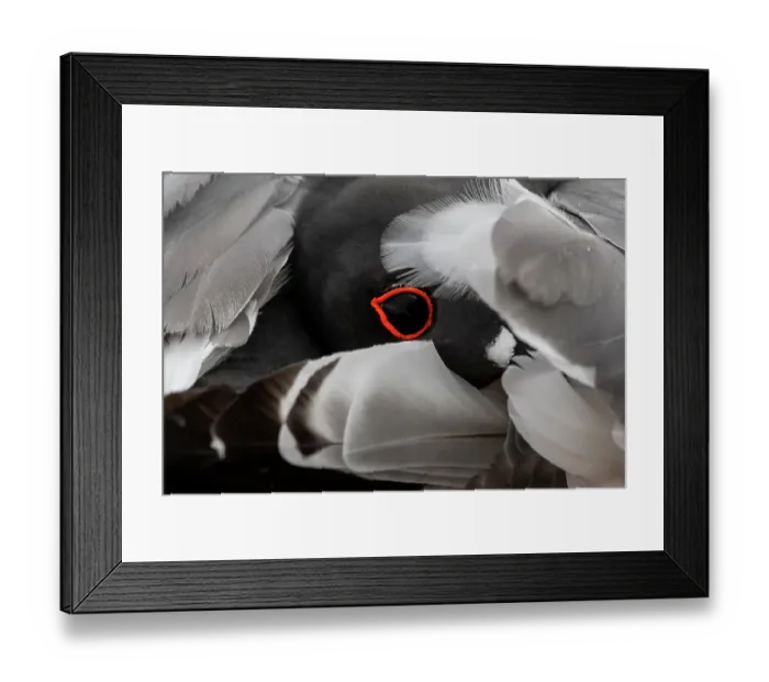 Framed Print : Swallow-tailed gull (Creagrus furcatus) eye detail, San Cristobal Island, Galapagos National Park, Galapagos Islands Framed Print : Swallow-tailed gull (Creagrus furcatus) eye detail, San Cristobal Island, Galapagos National Park, Galapagos Islands