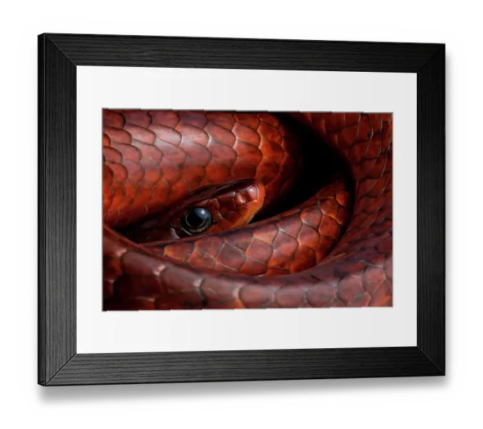 Framed Print : Rusty whipsnake / Wagler's sipo (Chironius scurrulus) coiled up, close up, Yasuni National Park, Orellana, Ecuador Framed Print : Rusty whipsnake / Wagler's sipo (Chironius scurrulus) coiled up, close up, Yasuni National Park, Orellana, Ecuador