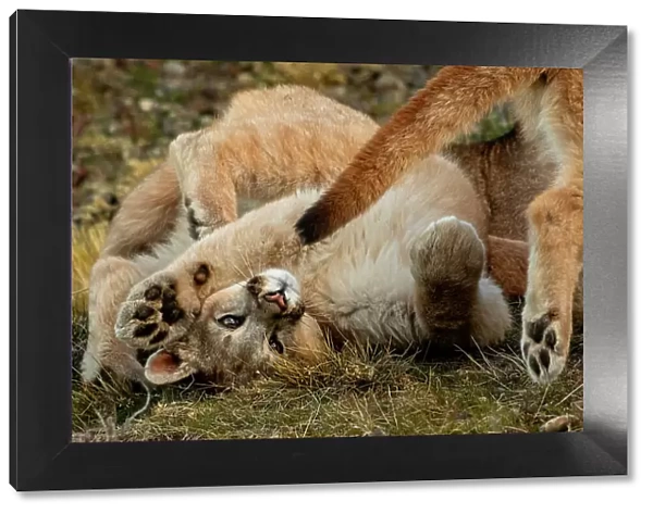 Two Puma (Puma concolor) cubs playing, feet pads visible, Torres del Paine National Park, Magallanes, Chile