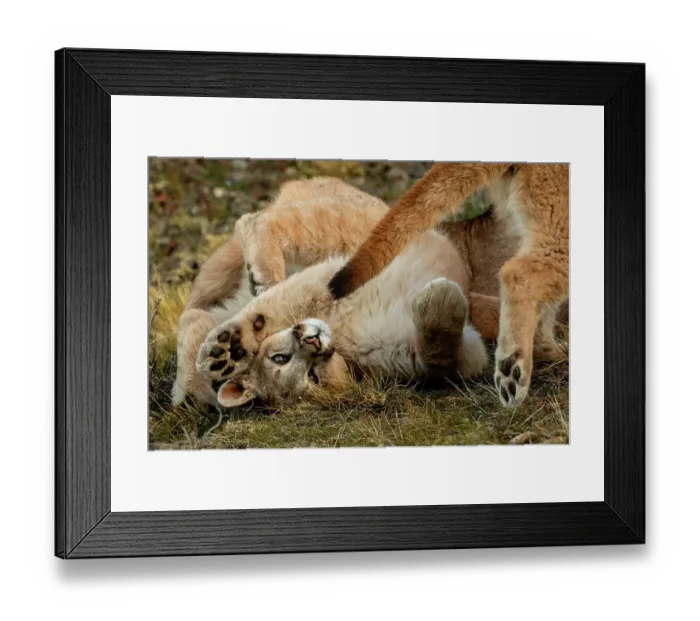 Framed Print : Two Puma (Puma concolor) cubs playing, feet pads visible, Torres del Paine National Park, Magallanes, Chile Framed Print : Two Puma (Puma concolor) cubs playing, feet pads visible, Torres del Paine National Park, Magallanes, Chile