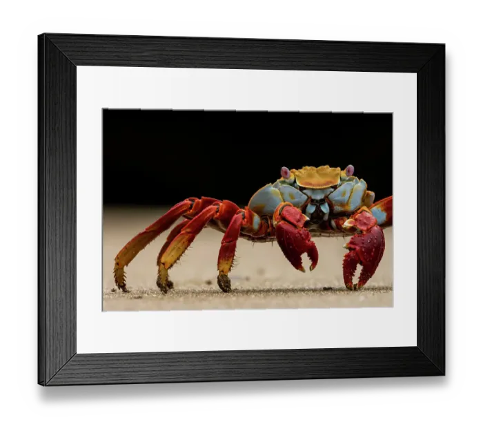 Framed Print : Sally Lightfoot crab (Grapsus grapsus) on beach, portrait, Santiago Island, Galapagos National Park, Galapagos Islands Framed Print : Sally Lightfoot crab (Grapsus grapsus) on beach, portrait, Santiago Island, Galapagos National Park, Galapagos Islands
