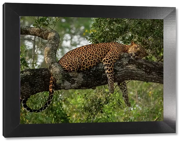 Sri Lankan leopard (Panthera pardus kotiya) resting on tree branch, Yala National Park, Southern and Uva Provinces, Sri Lanka