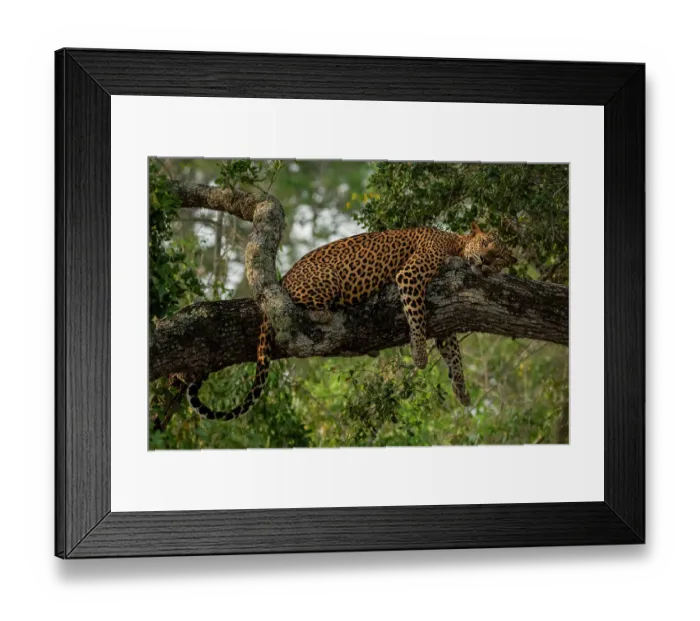 Framed Print : Sri Lankan leopard (Panthera pardus kotiya) resting on tree branch, Yala National Park, Southern and Uva Provinces, Sri Lanka Framed Print : Sri Lankan leopard (Panthera pardus kotiya) resting on tree branch, Yala National Park, Southern and Uva Provinces, Sri Lanka