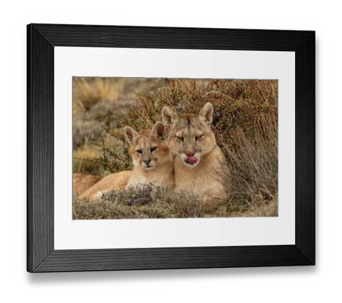 Framed Print : Puma (Puma concolor) female with cub, resting, Torres del Paine National Park, Magallanes, Chile Framed Print : Puma (Puma concolor) female with cub, resting, Torres del Paine National Park, Magallanes, Chile