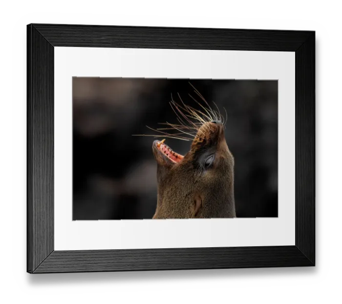 Framed Print : Galapagos fur seal (Arctocephalus galapagoensis) with mouth open, head portrait, Santiago Island, Galapagos National Park, Galapagos Islands. Endangered