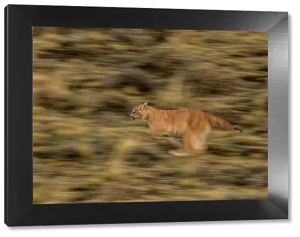 Puma (Puma concolor) cub running, Torres del Paine National Park, Magallanes, Chile