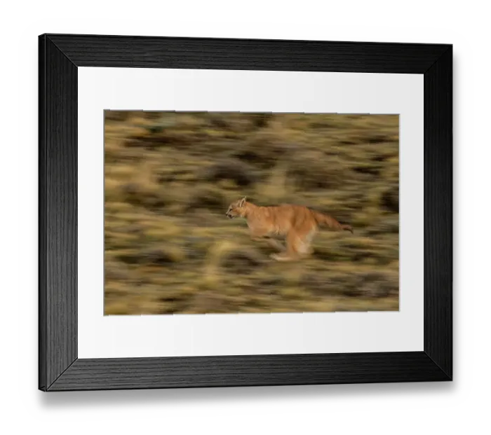 Framed Print : Puma (Puma concolor) cub running, Torres del Paine National Park, Magallanes, Chile Framed Print : Puma (Puma concolor) cub running, Torres del Paine National Park, Magallanes, Chile