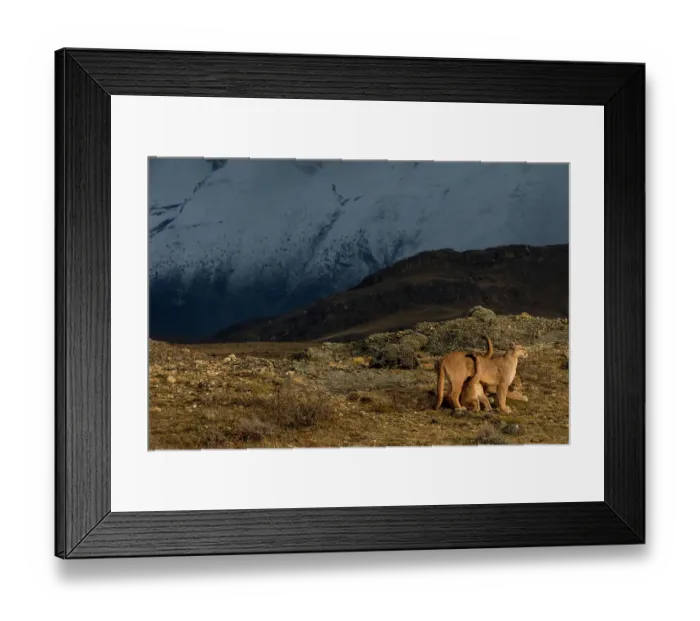 Framed Print : Puma (Puma concolor) female with two cubs, Torres del Paine National Park, Magallanes, Chile Framed Print : Puma (Puma concolor) female with two cubs, Torres del Paine National Park, Magallanes, Chile