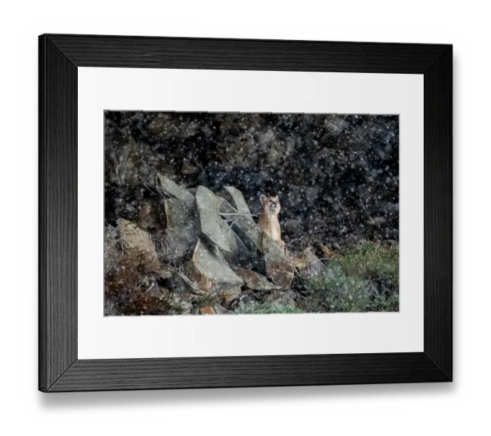 Framed Print : Puma (Puma concolor) cub sitting among rocks, looking up at falling snow, Torres del Paine National Park, Magallanes, Chile Framed Print : Puma (Puma concolor) cub sitting among rocks, looking up at falling snow, Torres del Paine National Park, Magallanes, Chile