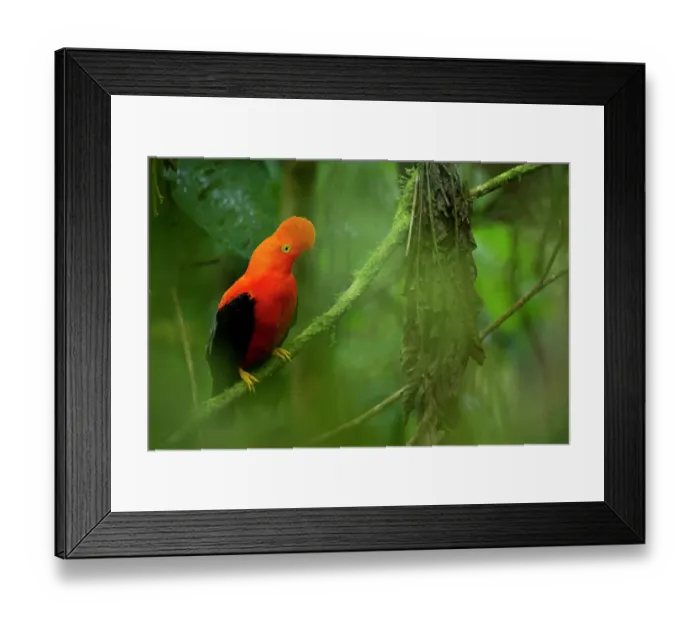 Framed Print : Andean cock-of-the-rock (Rupicola peruvianus) perched on branch in rainforest, Sumaco National Park, Napo, Ecuador