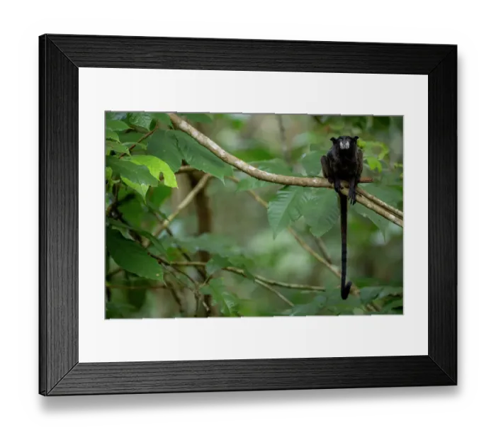 Framed Print : Black-mantled tamarin (Leontocebus nigricollis) sitting on branch in rainforest, Cuyabeno Reserve, Sucumbios, Ecuador Framed Print : Black-mantled tamarin (Leontocebus nigricollis) sitting on branch in rainforest, Cuyabeno Reserve, Sucumbios, Ecuador