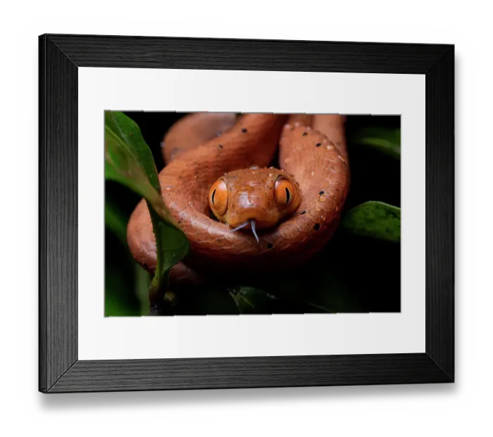 Framed Print : Black-headed cat snake (Boiga nigriceps) coiled, portrait, Kubah National Park, Sarawak, Malaysia Framed Print : Black-headed cat snake (Boiga nigriceps) coiled, portrait, Kubah National Park, Sarawak, Malaysia
