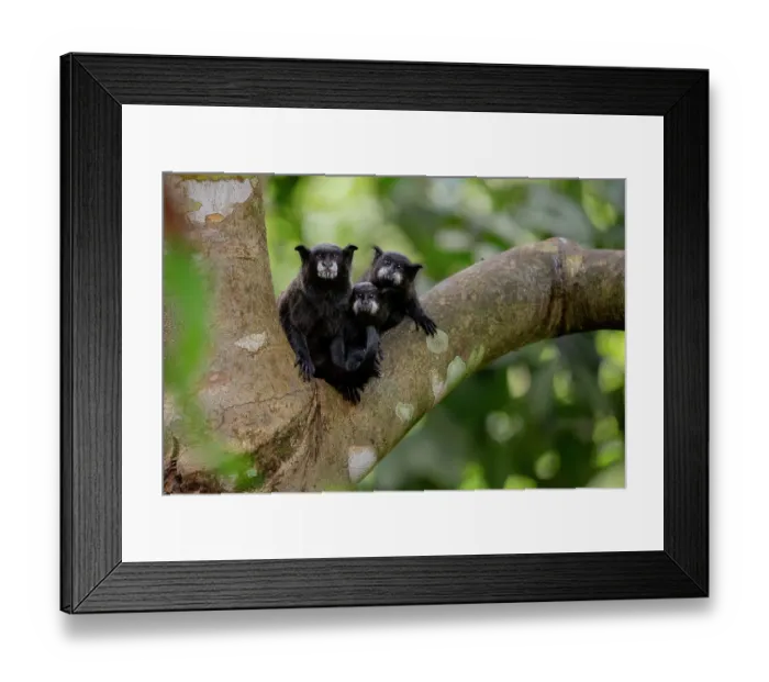 Framed Print : Black-mantled tamarin (Leontocebus nigricollis) pair with infant, sitting in tree, Cuyabeno Reserve, Sucumbios, Ecuador Framed Print : Black-mantled tamarin (Leontocebus nigricollis) pair with infant, sitting in tree, Cuyabeno Reserve, Sucumbios, Ecuador